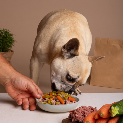 Pet adorable food image 0