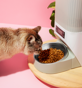 Cat feeder plate image 0