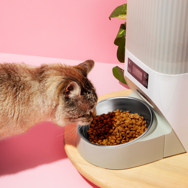 Cat feeder plate image 0