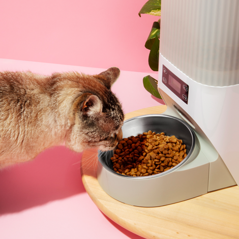 Cat feeder plate image 0