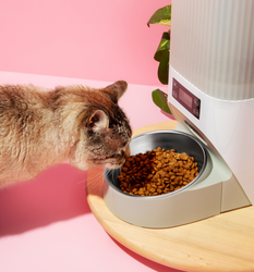 For Cats